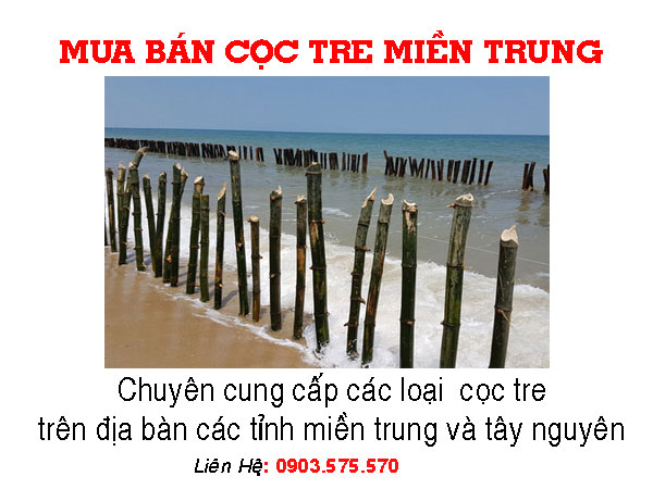 CUNG CẤP CỌC TRE UY TÍN  MIỀN TRUNG